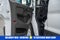 2023 Ford Transit Cargo Van 250